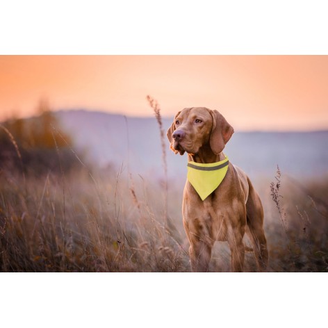 collare per il cane alta visibilitﾈ